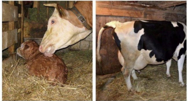 Jak poznat, kdy se kráva otelí, jaké jsou příznaky a kolik hodin trvají kontrakce